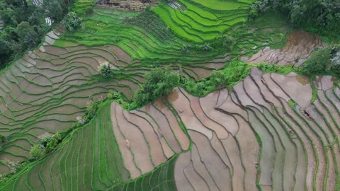 West Sumatra's rice fields 動画素材 258335953