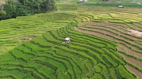 West Sumatra’s Sumatra Fields 動画素材 258329833