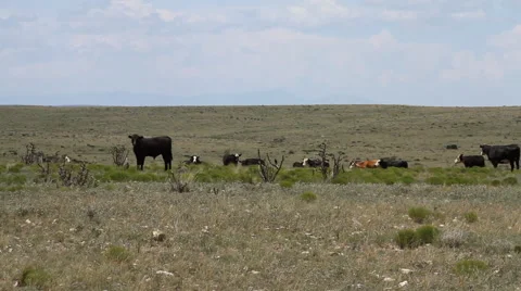 West Texas - Cows in Field 01 Stock Footage 52863217