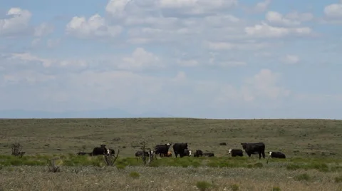 West Texas - Cows in Field 02 Video stock 52864517
