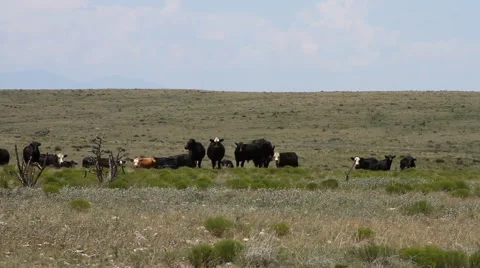 West Texas - Cows in Field 03 Stock Footage 52863423