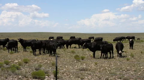 West Texas - Cows in Field - 10L Video stock 53422845