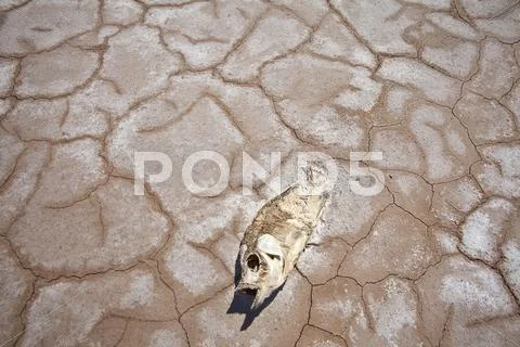 Western american drought dead fish Stock Photos