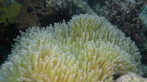 Western Anemonefish Stock Footage 340301635