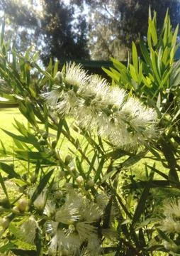 Western Australian Native Callistemon Bottlebrush 'Wilderness White' Stock Photos