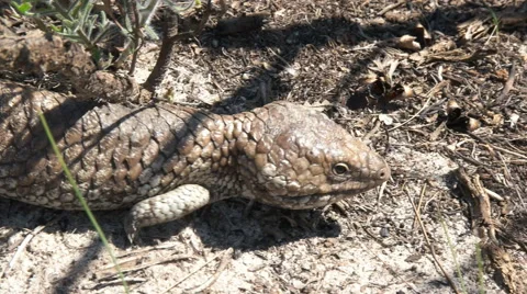 Western australian shingleback lizard walking Stock Footage 61183901