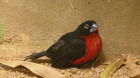 Western bluebill (Spermophaga haematina) Stock Footage
