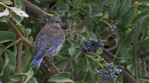 Western Bluebird 1 Stock Footage 8509089