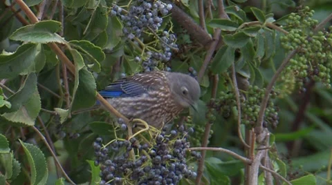 Western Bluebird 2 Stock Footage 8509072