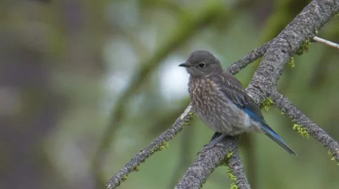 Western Bluebird 3 Stock Footage 8511958