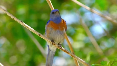 Western Bluebird on Branch. Stock Footage 305290743