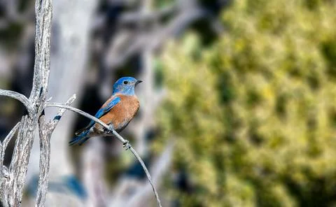 Western Bluebird Stock Photos