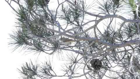 Western Bonelli's warbler, Phylloscopus bonelli, singing, spain Stock Footage 234431793