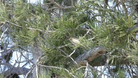 Western Bonelli's warbler (Phylloscopus bonelli), Spain Stock Footage 234431797