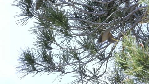 Western Bonelli's warbler, Phylloscopus bonelli, singing, spain Stock Footage 234431893