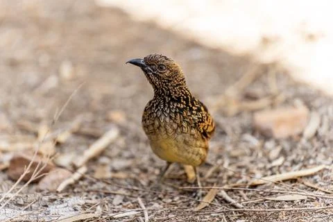 Western bowerbird on the ground Stock Photos