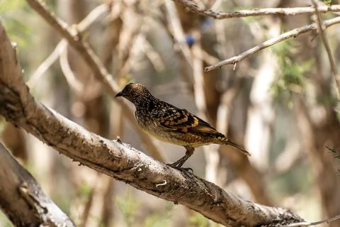 Western bowerbird perched on tree Stock Photos