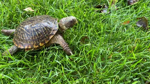 Western Box Turtle Crossing Frame Stock Footage 139084397