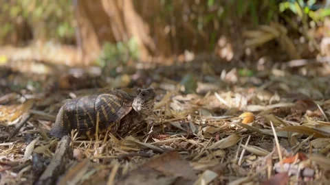 The Western Box Turtle Or The Ornate Box Turtle Native To North America. Stock Footage 291065128