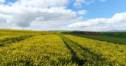 Western Cape Canola Fields in Full Yellow Bloom Stock Footage 344661800