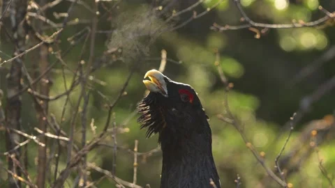 Western capercaillie calling intensely during lek with visible breath Stock Footage 324802921