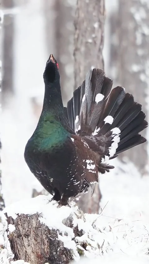 Western capercaillie displaying on a snowy tree stump in the forest Vidéo 334353795