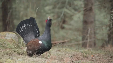 Western Capercaillie performs a courtship display in a forest Stock Footage 331357319