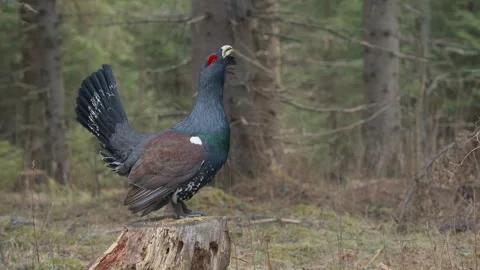 Western Capercaillie stands confidently on a tree stump Stock Footage 307051471