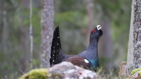 Capercaillie dan Vika porno video