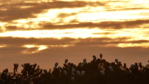 Western cattle egret, Bubulcus ibis, Spain Stock Footage 234395615