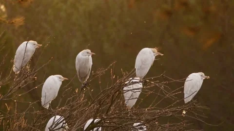 Western cattle egret, Bubulcus ibis, Spain Stock Footage 234395698