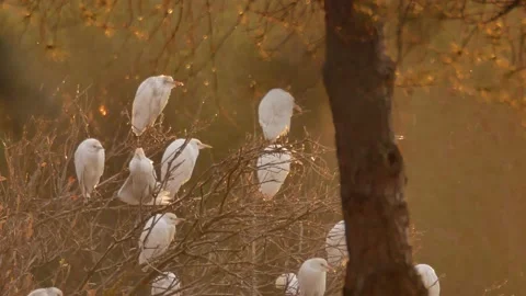 Western cattle egret, Bubulcus ibis, Spain Stock Footage 234395762