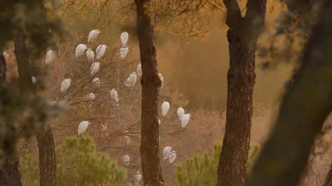 Western cattle egret, Bubulcus ibis, Spain Stock Footage 234395783