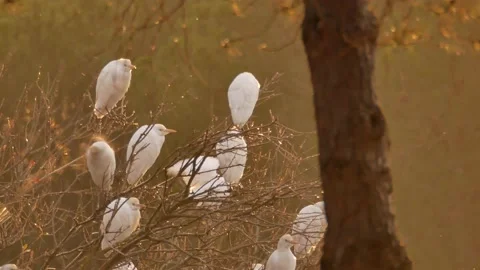 Western cattle egret, Bubulcus ibis, Spain Stock Footage 234395932