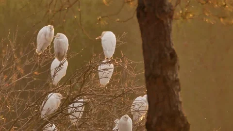 Western cattle egret, Bubulcus ibis, Spain Stock Footage 234396253