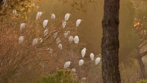 Western cattle egret, Bubulcus ibis, Spain Stock Footage 234396272