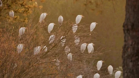 Western cattle egret, Bubulcus ibis, Spain Stock Footage 234396307
