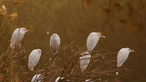Western cattle egret, Bubulcus ibis, Spain Stock Footage 234396344