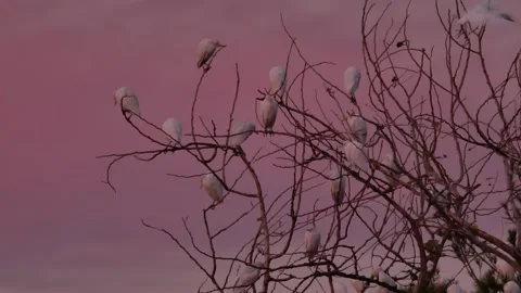 Western cattle egret, Bubulcus ibis, Spain Stock Footage 234396355