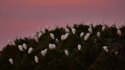 Western cattle egret, Bubulcus ibis, Spain Stock Footage 234396398