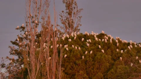 Western cattle egret, Bubulcus ibis, Spain Stock Footage 234396431