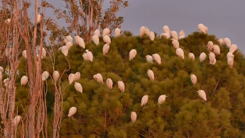 Western cattle egret, Bubulcus ibis, Spain Stock Footage 234396456