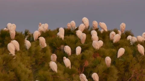 Western cattle egret, Bubulcus ibis, Spain Stock Footage 234396470
