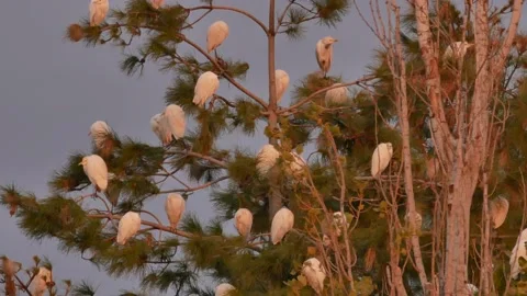 Western cattle egret, Bubulcus ibis, Spain Stock Footage 234396512