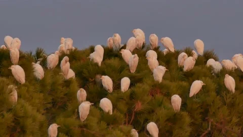 Western cattle egret, Bubulcus ibis, Spain Stock Footage 234396524