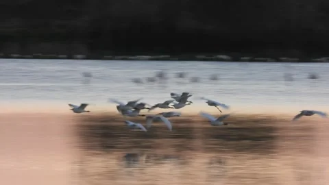 Western cattle egret, Bubulcus ibis, Spain Stock Footage 234396548