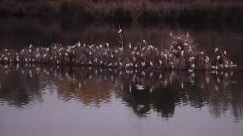 Western cattle egret, Bubulcus ibis, Spain Stock Footage 234396554