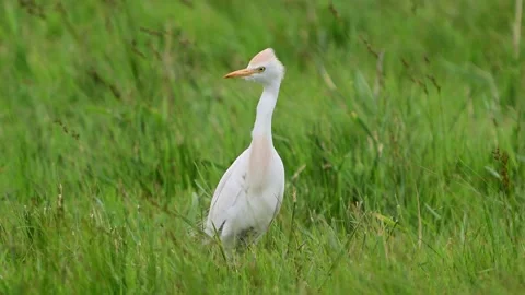 Western cattle egret Bubulcus ibis Stock Footage 286154258