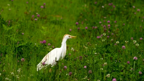 Western Cattle Egret Stock Footage 250044765