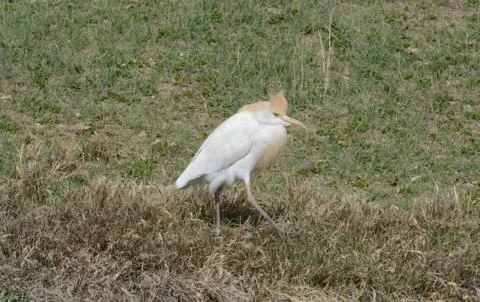 Western cattle egret or Bubulcus ibis with breeding plumage Stock Photos